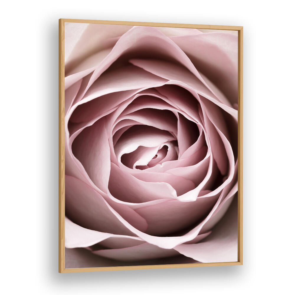 Elegant PINK ROSE NO IV, FLORAL FLOWER PAINTINGS showcasing a delicate bloom, perfect for enhancing your living space.