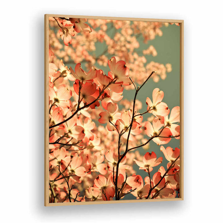 BLOSSOMS AFLOAT , FLORAL FLOWER PAINTINGS