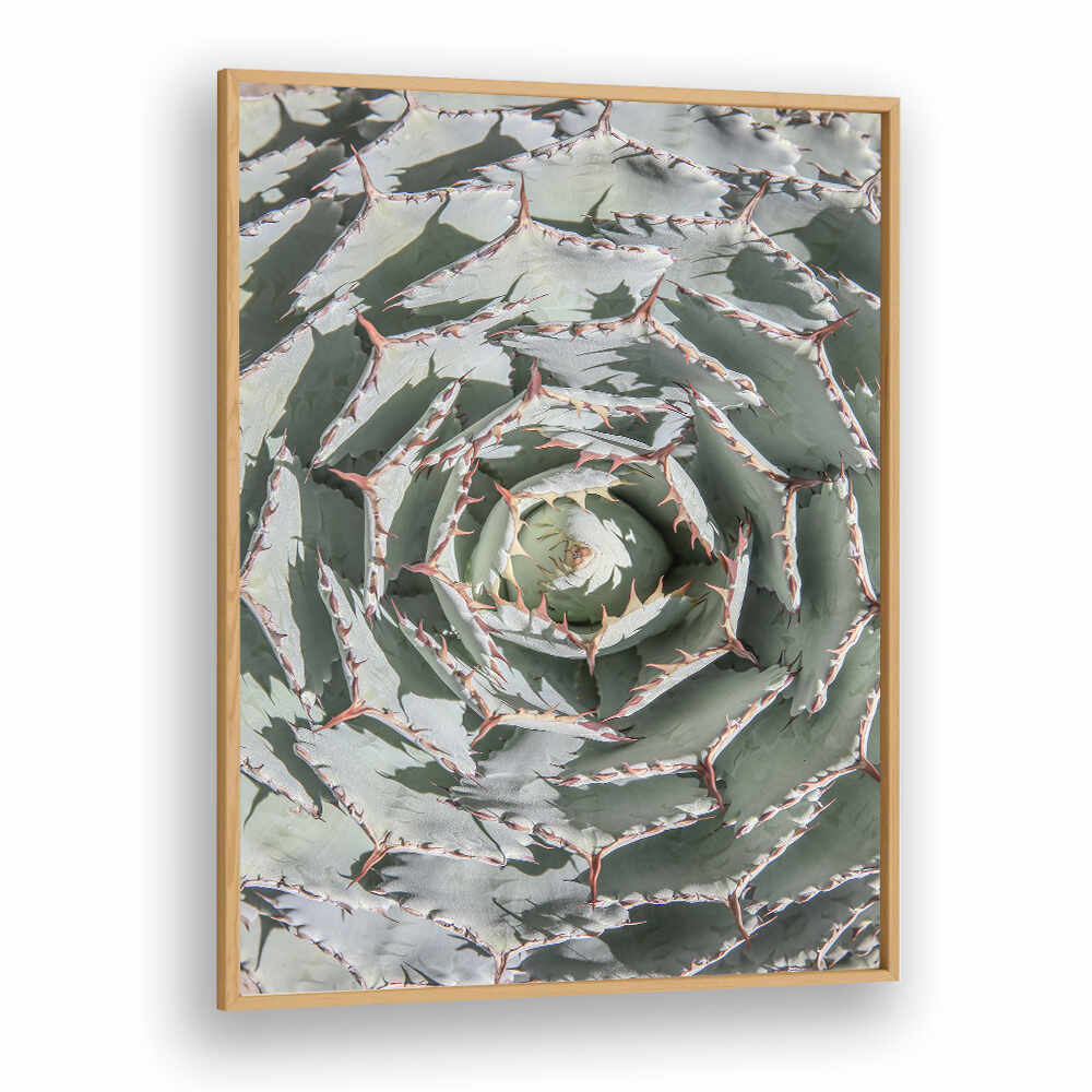 Oakwood Plain framed spiral succulent artwork, SPIRAL SUCCULENT MAZE , FLORAL FLOWER PAINTINGS