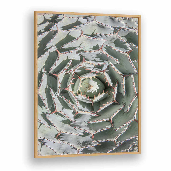 Oakwood Plain framed spiral succulent artwork, SPIRAL SUCCULENT MAZE , FLORAL FLOWER PAINTINGS