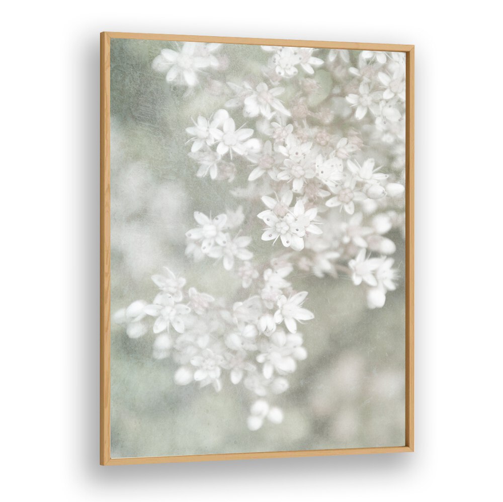 Delicate white blooms in soft hues embody the essence of FADING, FLORAL FLOWER PAINTINGS, perfect for any decor.