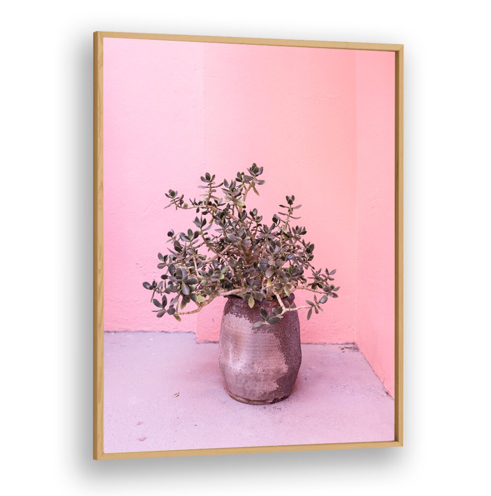 Spanish Rustic Succulent in a stylish pot against a pink backdrop, perfect for floral flower paintings enthusiasts.
