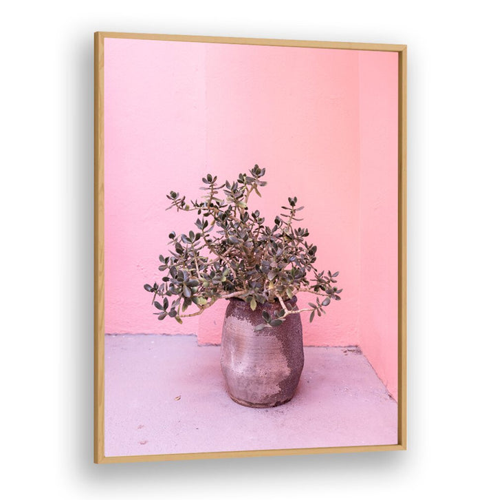 Spanish Rustic Succulent in a stylish pot against a pink backdrop, perfect for floral flower paintings enthusiasts.
