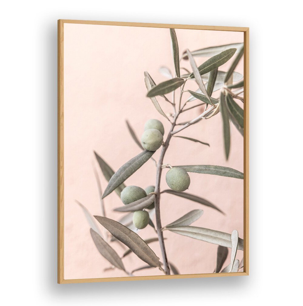 Elegant OLIVES, FLORAL FLOWER PAINTINGS featuring green olives on a soft pink backdrop, perfect for any decor.