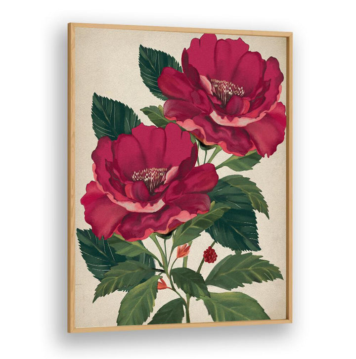 Stunning ROSE OF PROVIDENCE, FLORAL FLOWER PAINTINGS capture elegance and beauty, perfect for any decor.