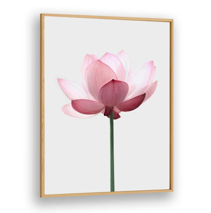 Elegant LOTUS FLOWER , FLORAL FLOWER PAINTINGS showcasing serene beauty, perfect for home or workspace decor.