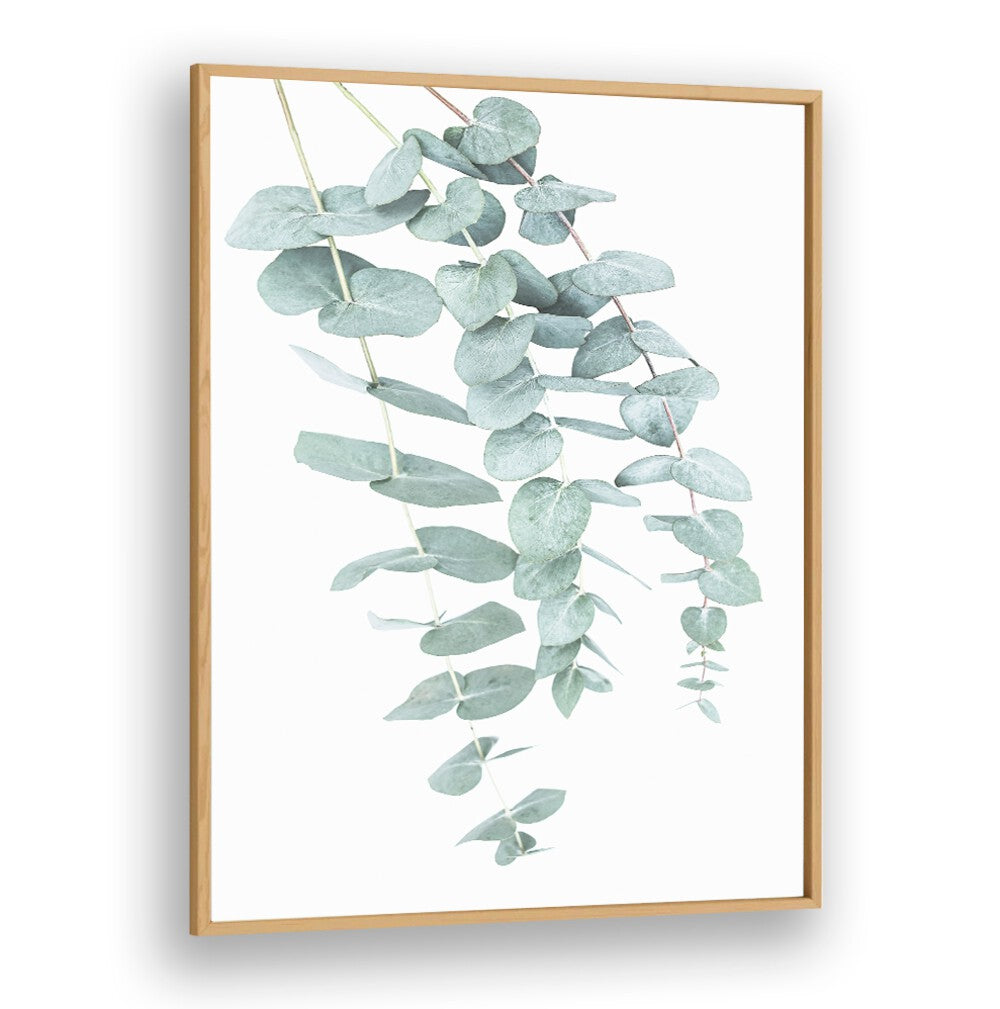 EUCALYPTUS I, FLORAL FLOWER PAINTINGS showcase elegant eucalyptus leaves, perfect for enhancing your living space.