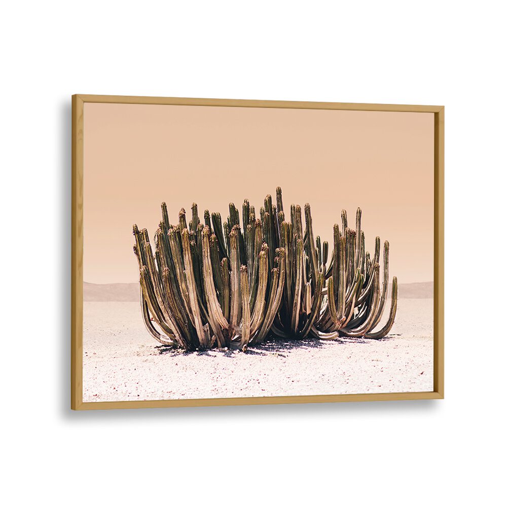 Stunning PEACH SKY CACTUS, COWBOY artwork showcasing vibrant peach spines against a serene desert backdrop.