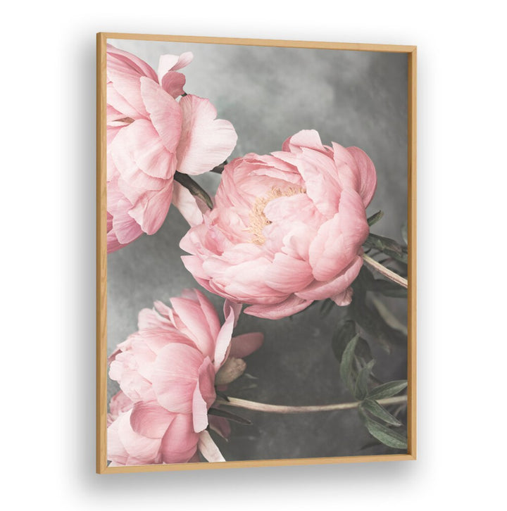 ROSE II, FLORAL FLOWER PAINTINGS featuring stunning pink peonies, perfect for enhancing any space's elegance.