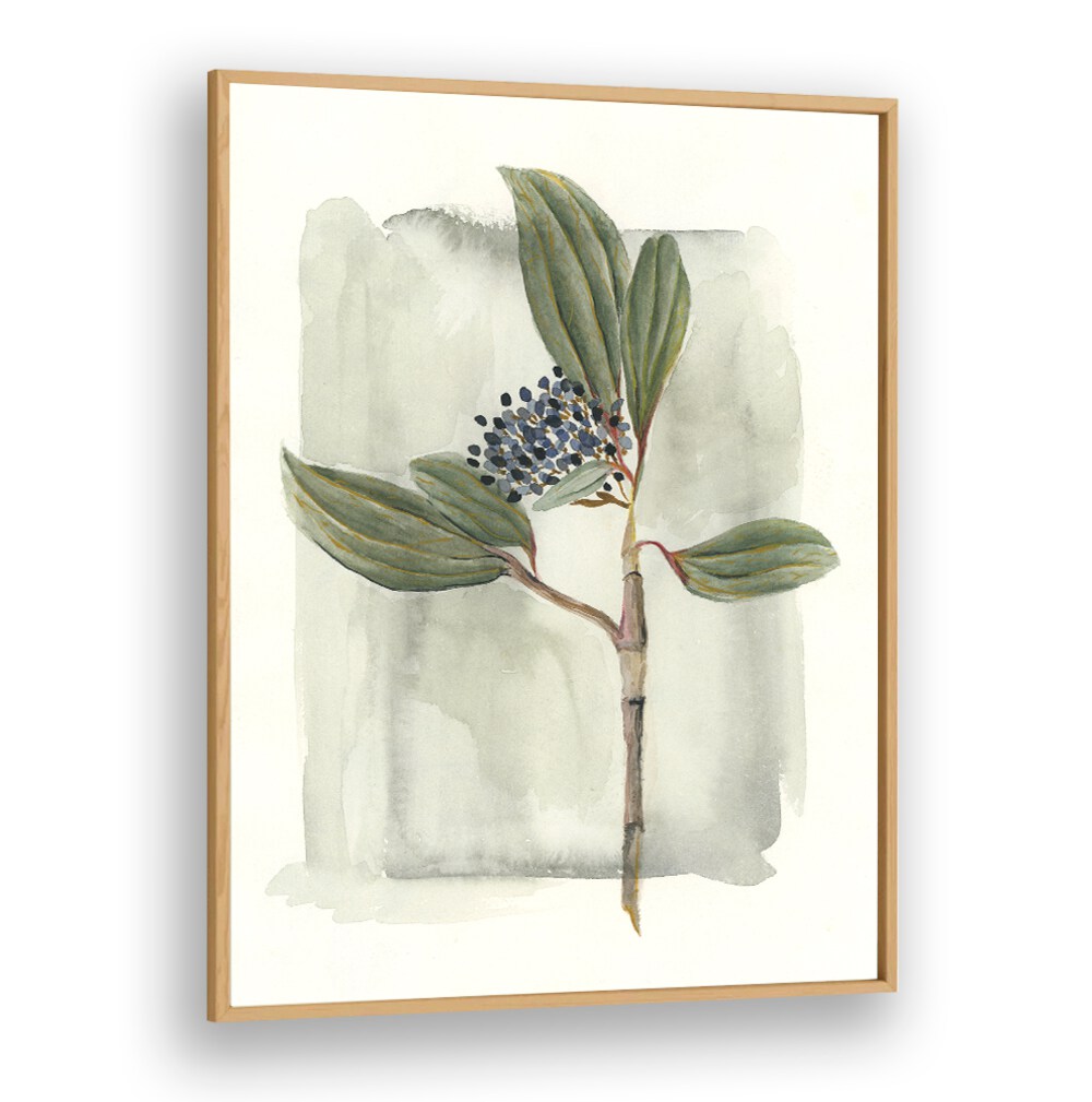 Discover the beauty of VIBURNUM DAVIDII, an evergreen shrub with glossy leaves, perfect for your garden.