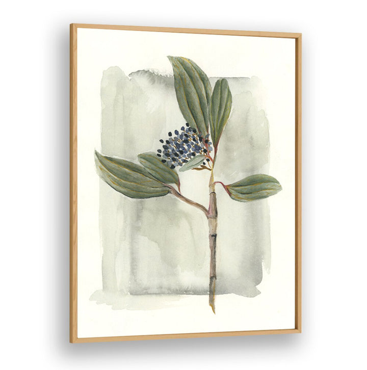 Discover the beauty of VIBURNUM DAVIDII, an evergreen shrub with glossy leaves, perfect for your garden.