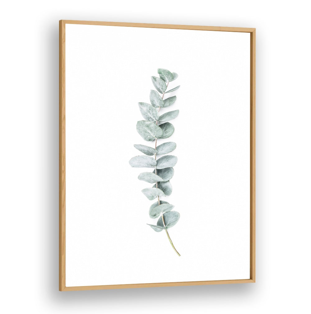 Elegant EUCALYPTUS II, FLORAL FLOWER PAINTINGS showcase serene eucalyptus leaves, perfect for a fresh atmosphere.