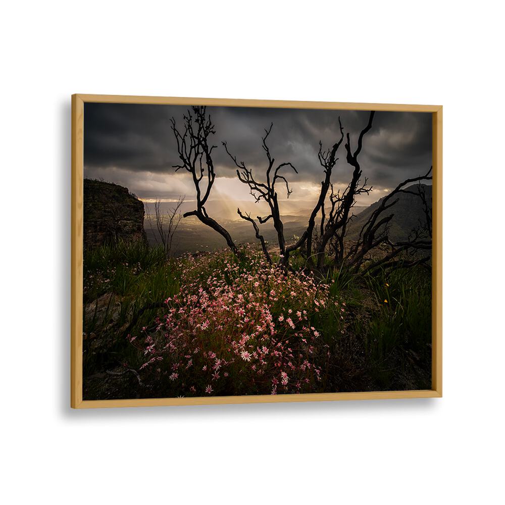Stunning ACTINOTUS FORSYTHII, PHOTOGRAPHY PRINTS showcase the beauty of Australian flora in captivating landscapes.