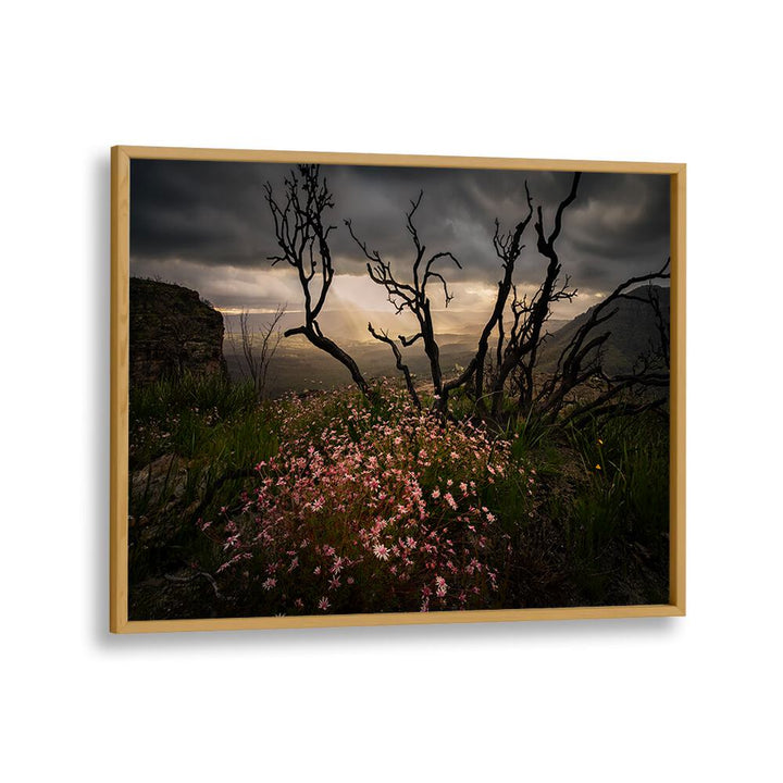 Stunning ACTINOTUS FORSYTHII, PHOTOGRAPHY PRINTS showcase the beauty of Australian flora in captivating landscapes.