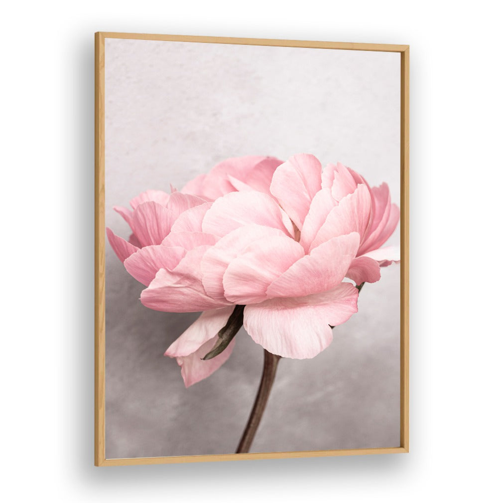 Captivating pink PEONY, FLORAL FLOWER PAINTINGS, perfect for transforming any space into a vibrant oasis.