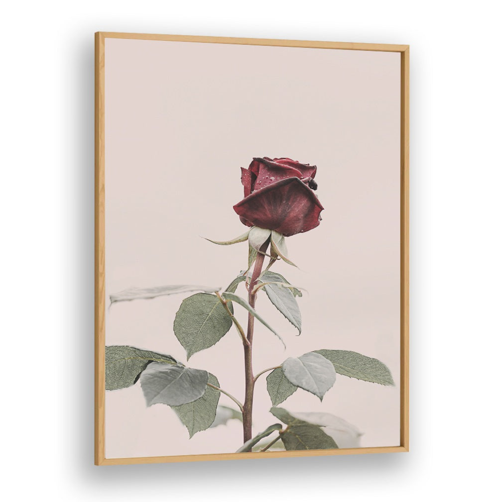 Elegant ROSE, FLORAL FLOWER PAINTINGS to enhance your home decor with charm and beauty. Perfect for any occasion.