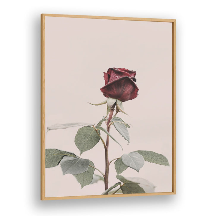 Elegant ROSE, FLORAL FLOWER PAINTINGS to enhance your home decor with charm and beauty. Perfect for any occasion.