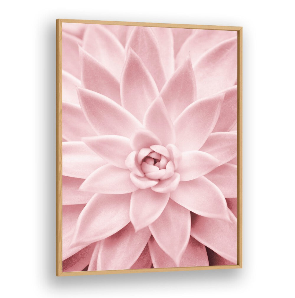 Stunning PINK SUCCULENT, FLORAL FLOWER PAINTINGS, perfect for enhancing home or garden decor with beauty.