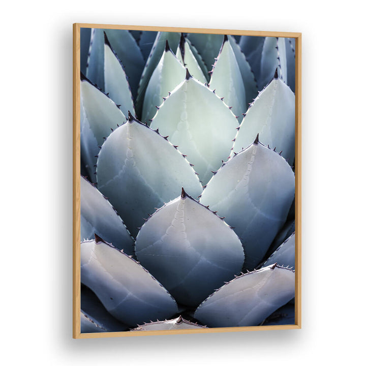 Oakwood Plain AGAVE GEOMETRY , FLORAL FLOWER PAINTINGS framed blue-green agave close-up wall art