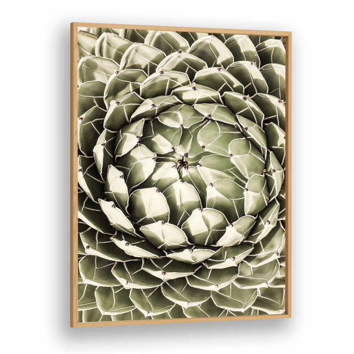 OakwoodPlain framed geometric succulent close-up with spiral pattern — GEOMETRIC SUCCULENT , FLORAL FLOWER PAINTINGS