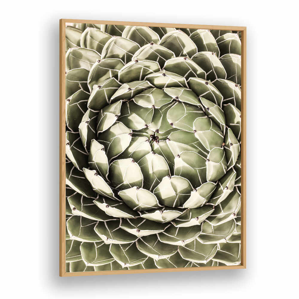 OakwoodPlain framed geometric succulent close-up with spiral pattern — GEOMETRIC SUCCULENT , FLORAL FLOWER PAINTINGS