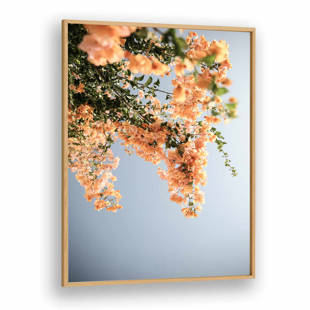 Oakwood Plain GOLDEN BLOSSOM DANCE , FLORAL FLOWER PAINTINGS: peach blossom cascade against clear blue sky in wood frame