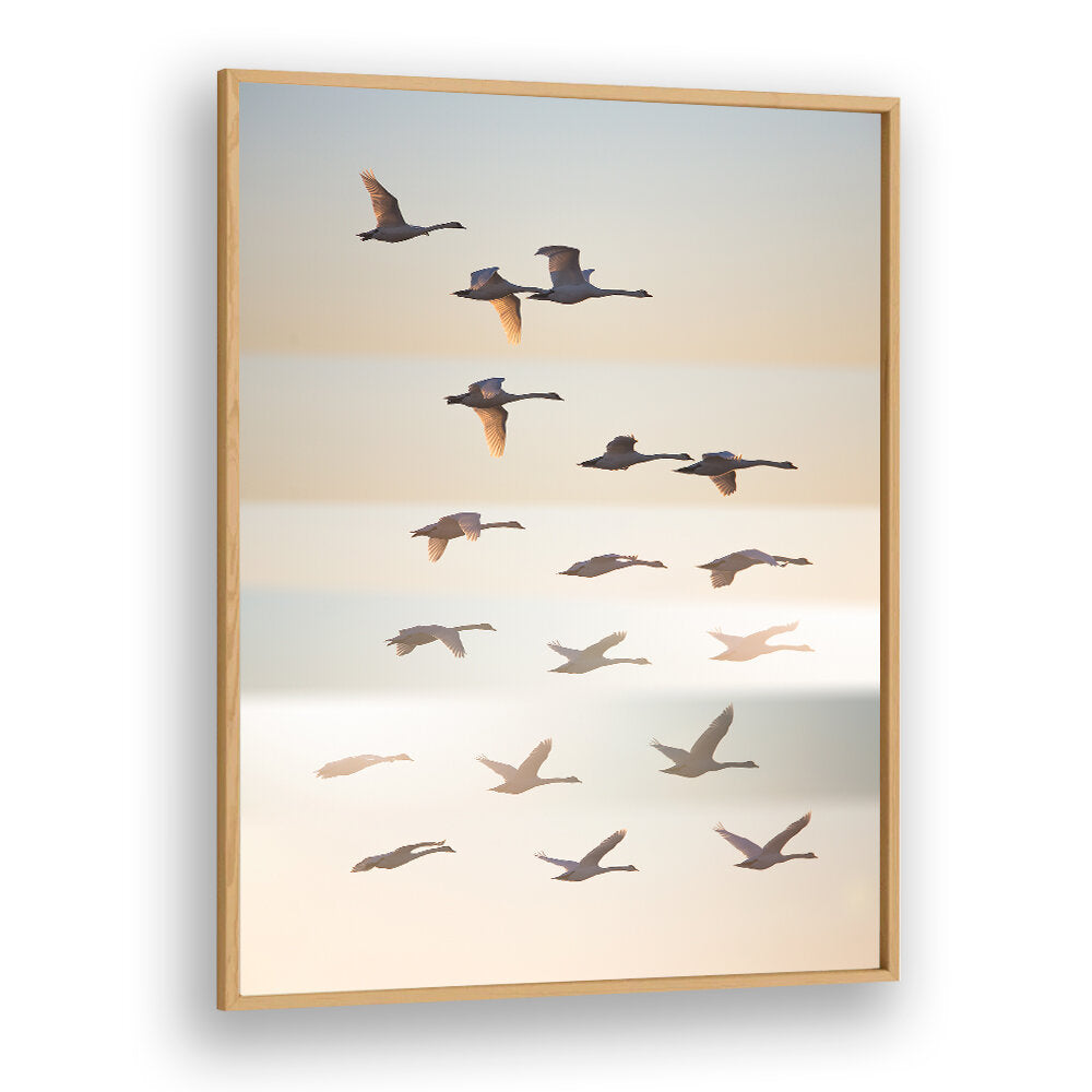 PAST THE SUN , PHOTOGRAPHY PRINTS