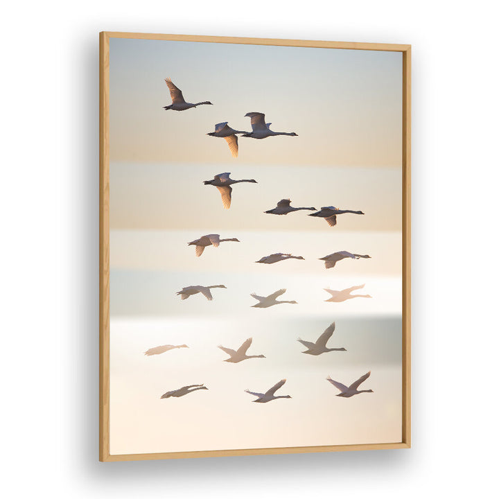 PAST THE SUN , PHOTOGRAPHY PRINTS