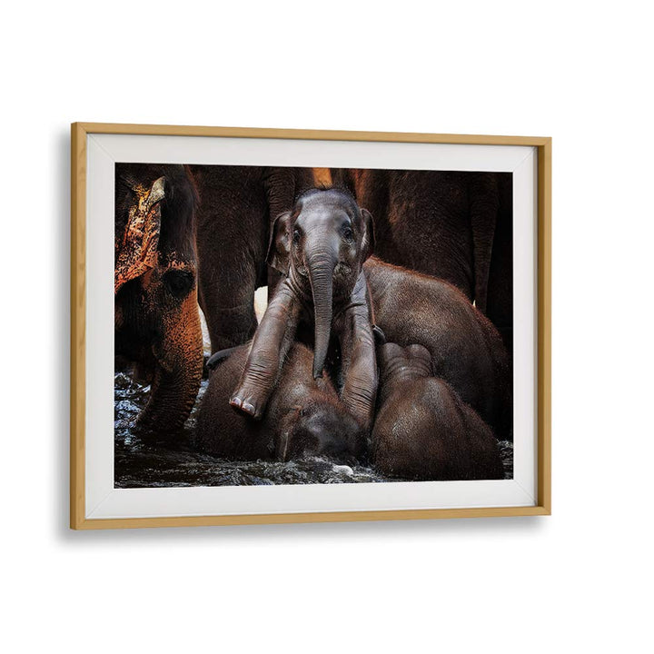 Enchanting elephants captured in THE LITTLE PRINCE, PHOTOGRAPHY PRINTS, celebrating wildlife's beauty and mystery.