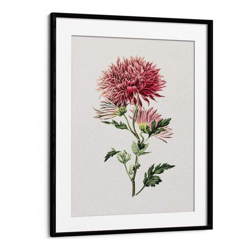 Stunning PINK CHRYSANTHEMUM, FLORAL FLOWER PAINTINGS in a sleek black frame, perfect for elegant home decor.