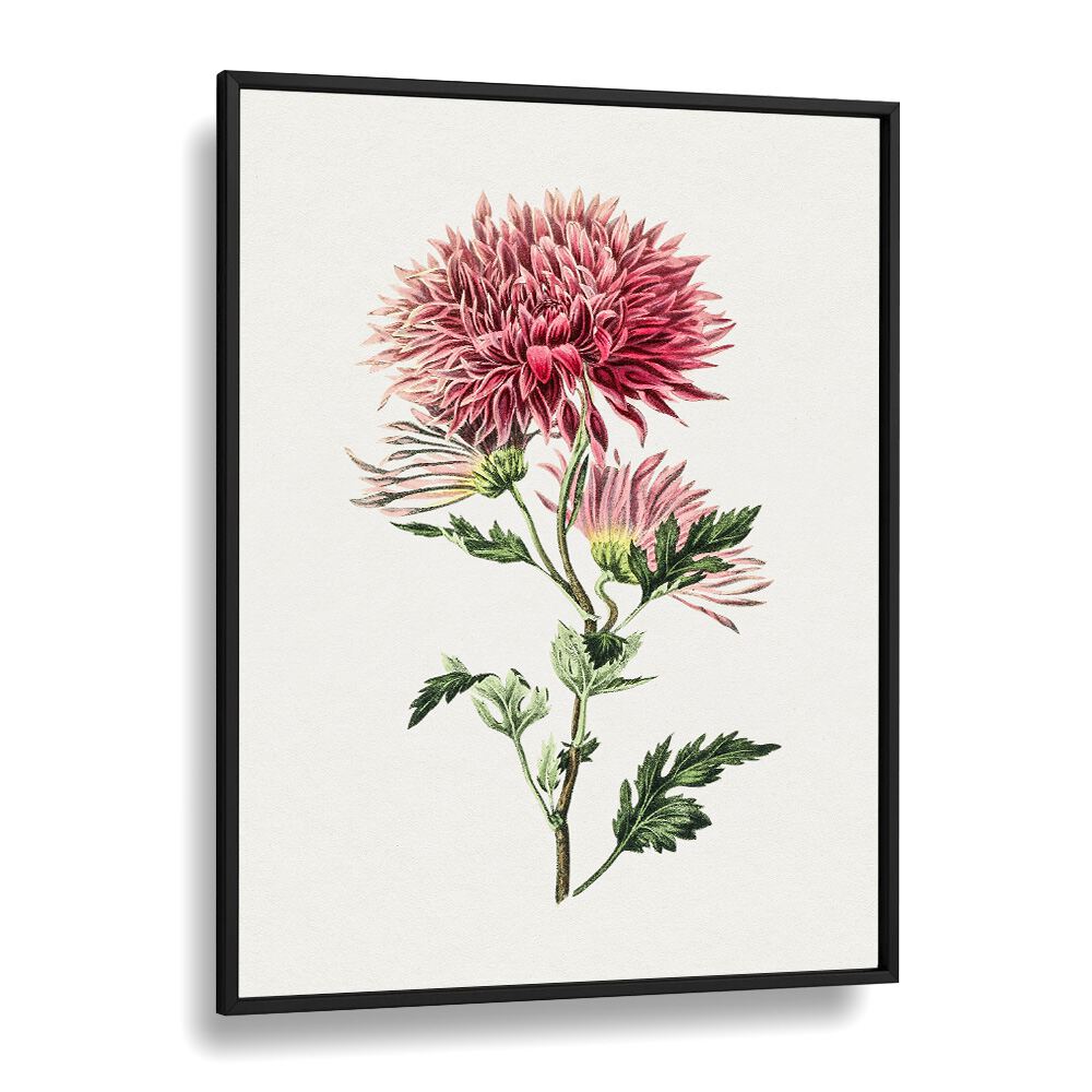 Elegant PINK CHRYSANTHEMUM, FLORAL FLOWER PAINTINGS in a sleek black frame, showcasing nature's beauty by Asian Monk.