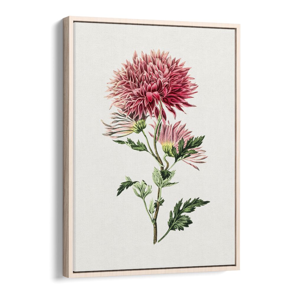 Elegant PINK CHRYSANTHEMUM, FLORAL FLOWER PAINTINGS in oak frame, perfect for enhancing any space's beauty.