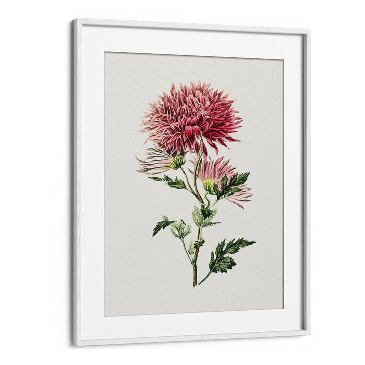 Stunning PINK CHRYSANTHEMUM, FLORAL FLOWER PAINTINGS in a white frame, perfect for enhancing any space.