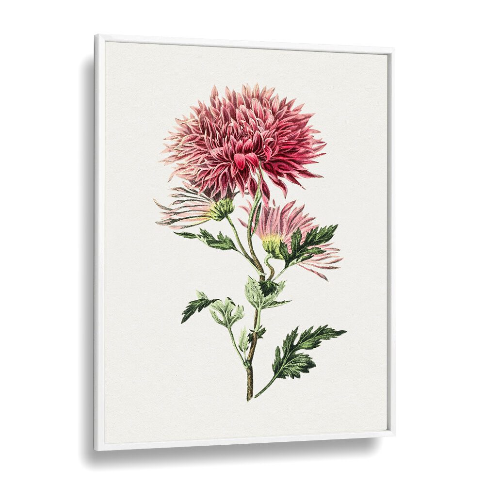 Stunning PINK CHRYSANTHEMUM, FLORAL FLOWER PAINTINGS in a white frame, perfect for elevating any space.