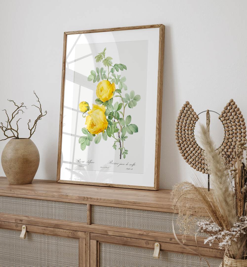 Stunning ROSA HEMISPHAERICA, FLORAL FLOWER PAINTINGS bringing the beauty of nature indoors with vintage charm.