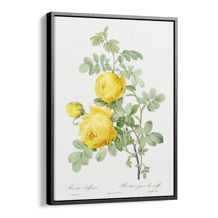 ROSA HEMISPHAERICA, FLORAL FLOWER PAINTINGS showcase the stunning Sulphur Rose in a vintage black floater frame.