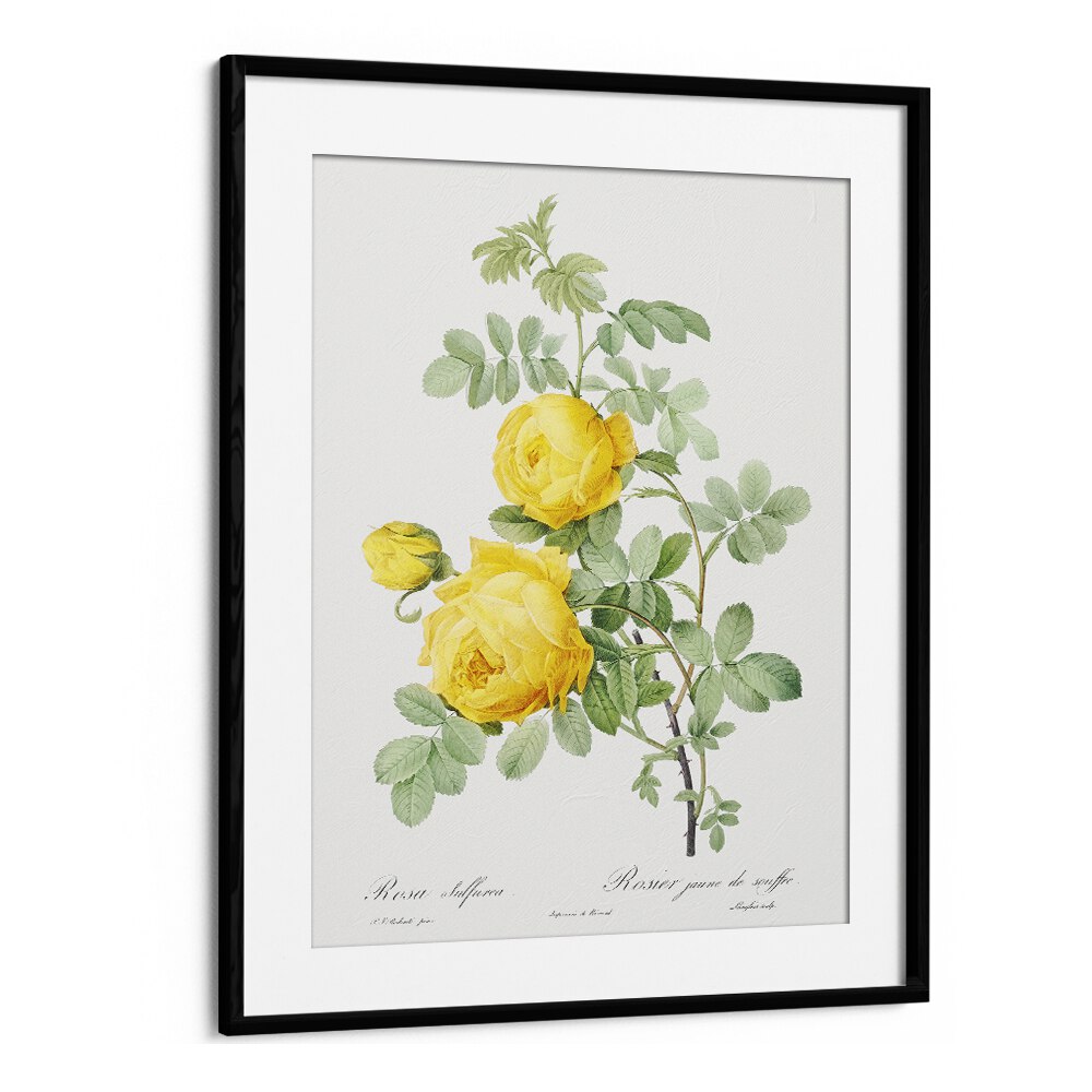 Stunning ROSA HEMISPHAERICA, FLORAL FLOWER PAINTINGS in a sleek black frame, perfect for adding vintage charm to any space.