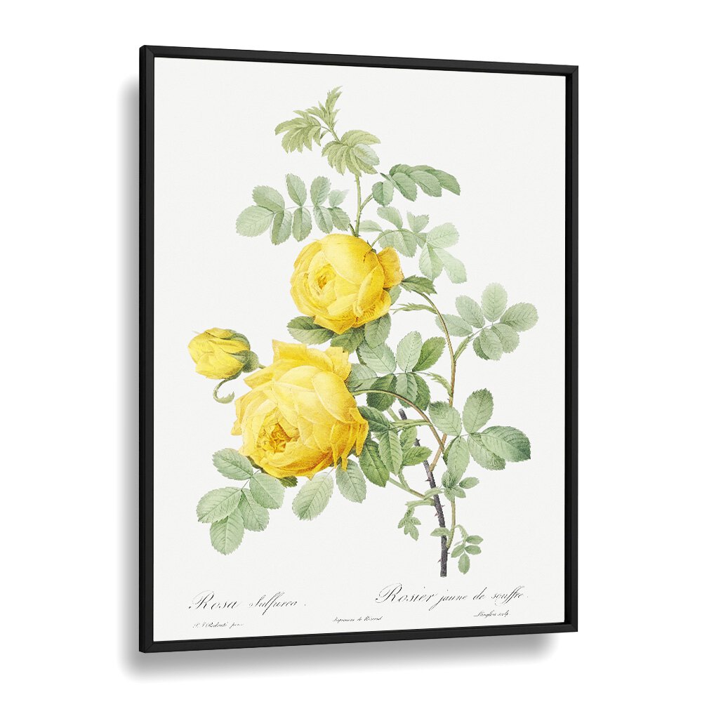Stunning ROSA HEMISPHAERICA, FLORAL FLOWER PAINTINGS in a sleek black frame, perfect for enhancing your space.