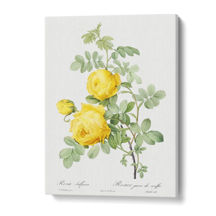 ROSA HEMISPHAERICA, FLORAL FLOWER PAINTINGS showcase vibrant yellow roses, perfect for adding vintage charm to your decor.
