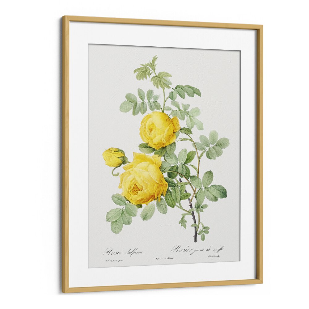 ROSA HEMISPHAERICA, FLORAL FLOWER PAINTINGS in elegant oak frame, showcasing the stunning Sulphur Rose for vintage charm.