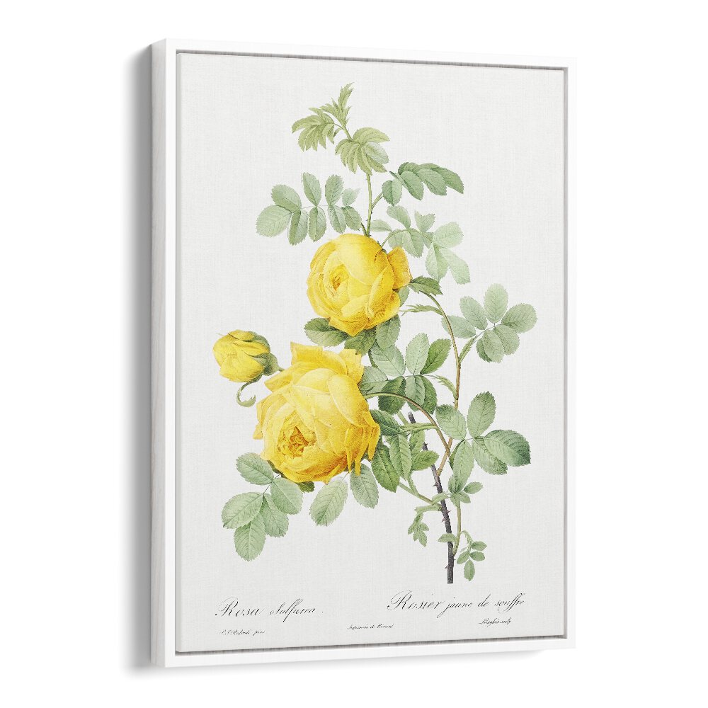 ROSA HEMISPHAERICA, FLORAL FLOWER PAINTINGS showcasing vibrant yellow roses, perfect for adding vintage charm to any space.