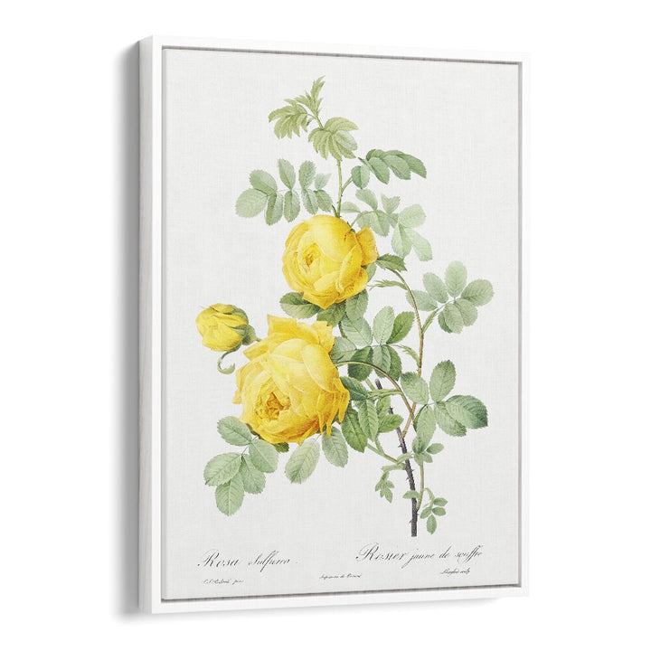 ROSA HEMISPHAERICA, FLORAL FLOWER PAINTINGS showcasing vibrant yellow roses, perfect for adding vintage charm to any space.
