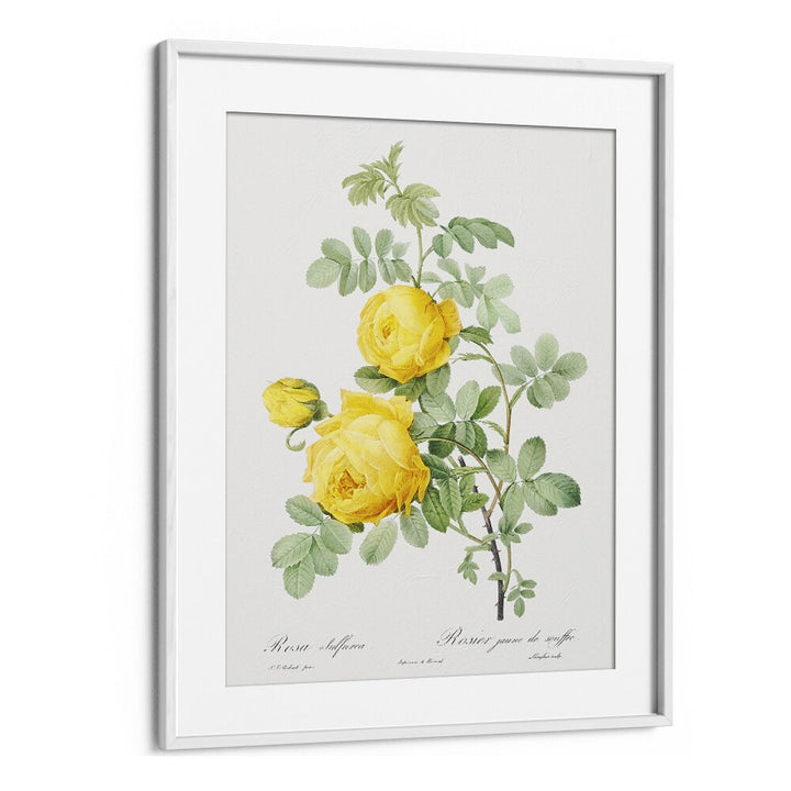 ROSA HEMISPHAERICA, FLORAL FLOWER PAINTINGS showcase vibrant yellow roses in a vintage-inspired frame. Perfect for decor.
