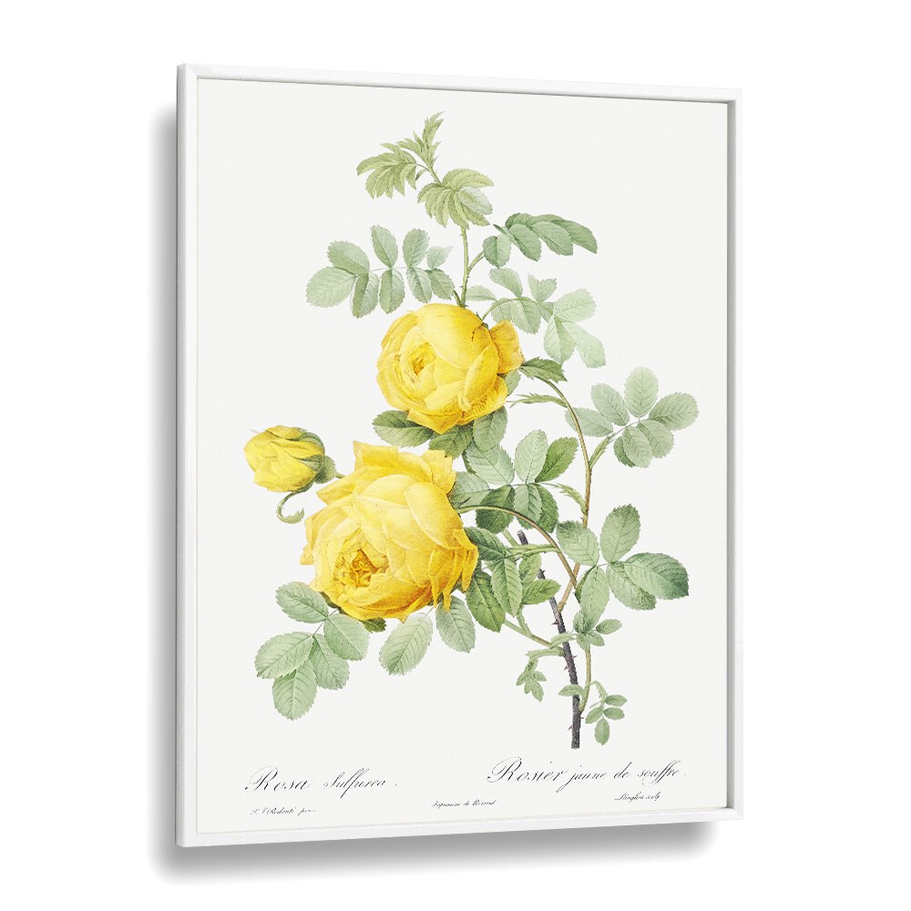 Brighten your decor with ROSA HEMISPHAERICA, FLORAL FLOWER PAINTINGS featuring stunning Sulphur Roses in a white frame.