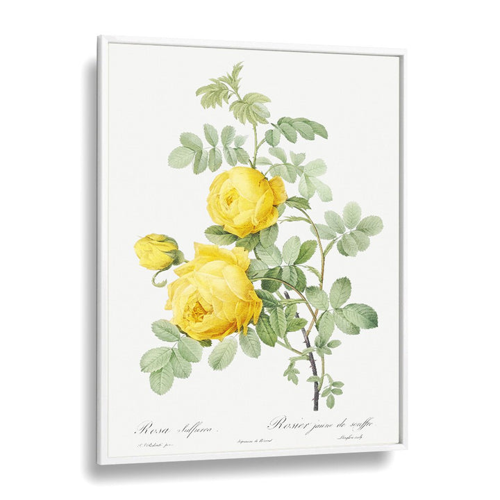 Brighten your decor with ROSA HEMISPHAERICA, FLORAL FLOWER PAINTINGS featuring stunning Sulphur Roses in a white frame.