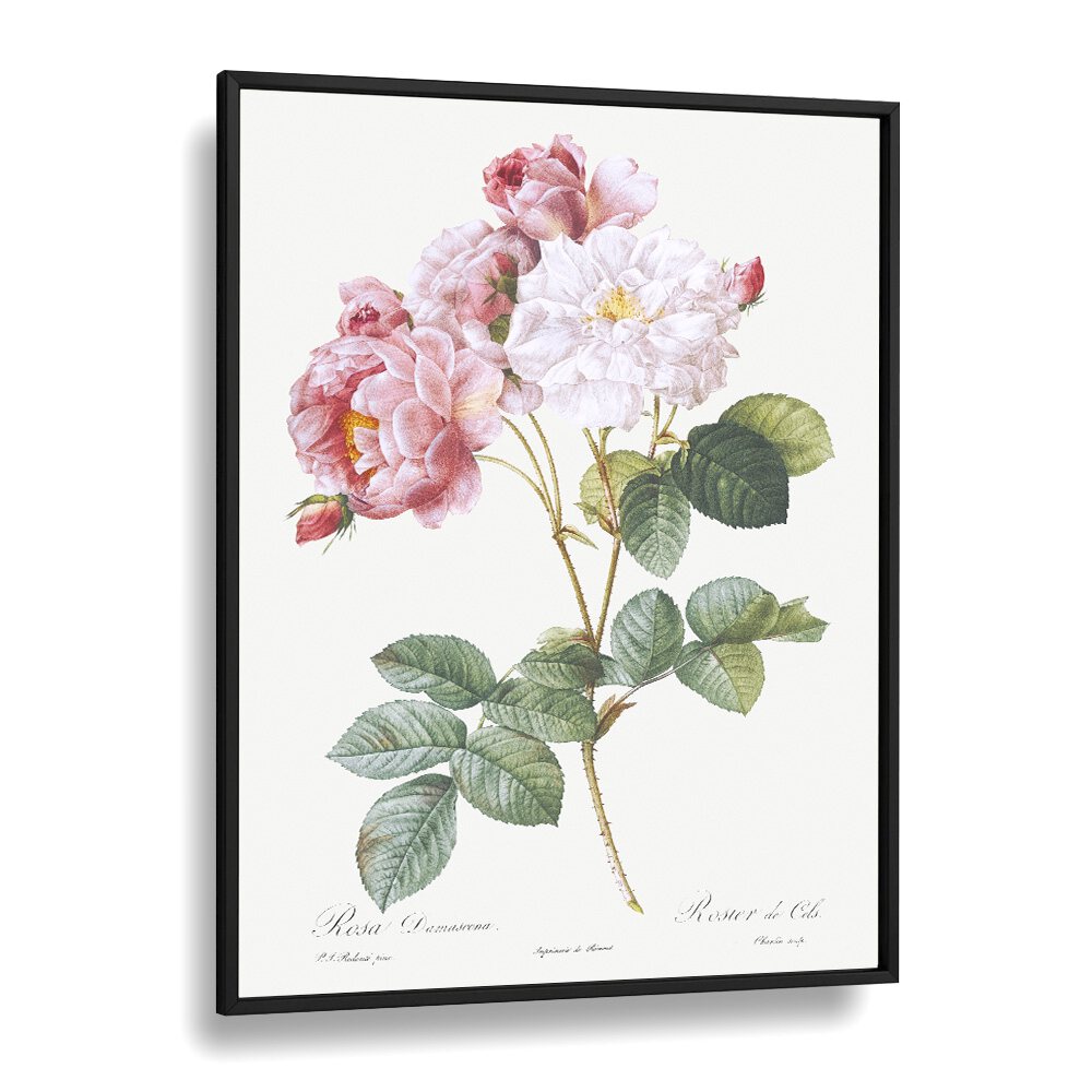 Rosa x Damascena, floral flower paintings showcasing exquisite roses in a black frame, perfect for elegant decor.