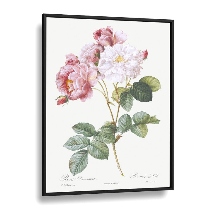 Rosa x Damascena, floral flower paintings showcasing exquisite roses in a black frame, perfect for elegant decor.
