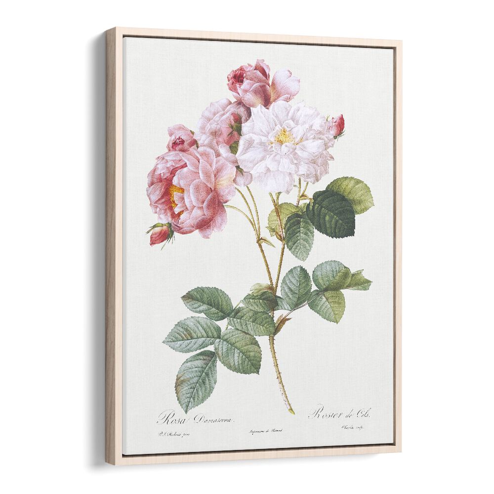 Elevate your space with ROSA x DAMASCENA, FLORAL FLOWER PAINTINGS showcasing exquisite rose botanicals.