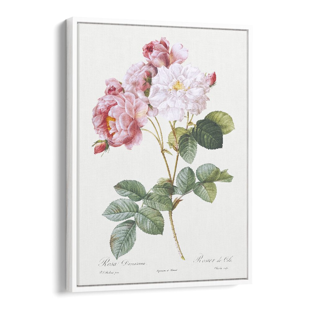ROSA x DAMASCENA, FLORAL FLOWER PAINTINGS showcase stunning botanical art, celebrating the beauty of roses in every detail.
