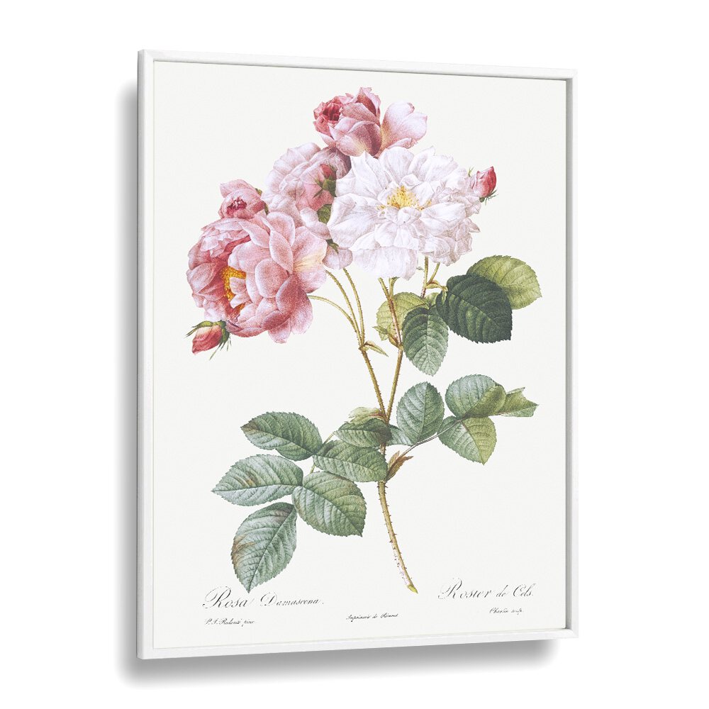 Delicate ROSA x DAMASCENA, FLORAL FLOWER PAINTINGS in a white frame, showcasing the timeless beauty of roses.